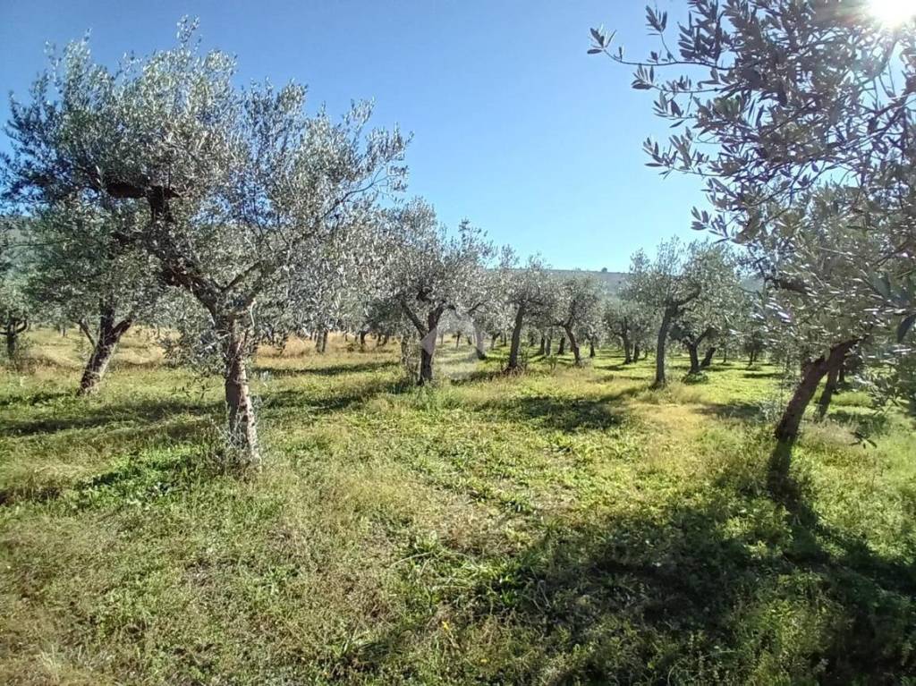 immagine annuncio 5 di 13