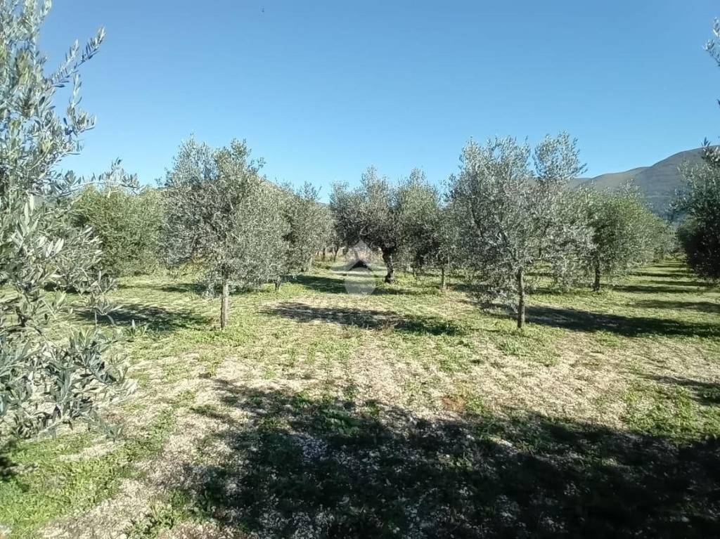 immagine annuncio 6 di 13