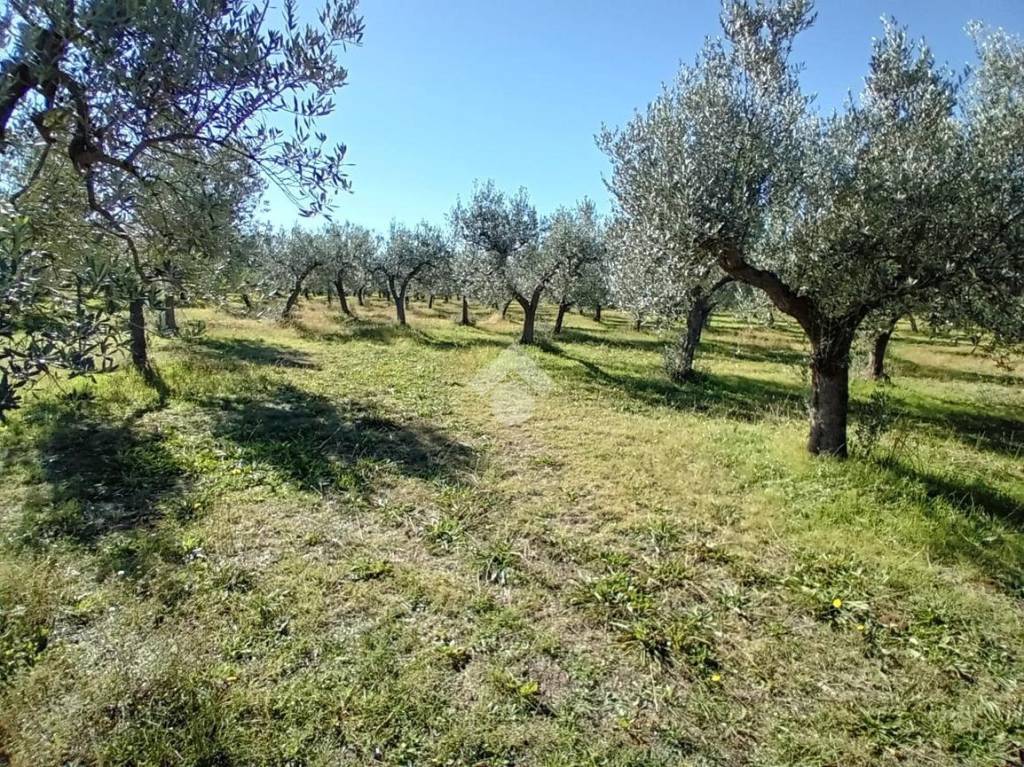 immagine annuncio 7 di 13