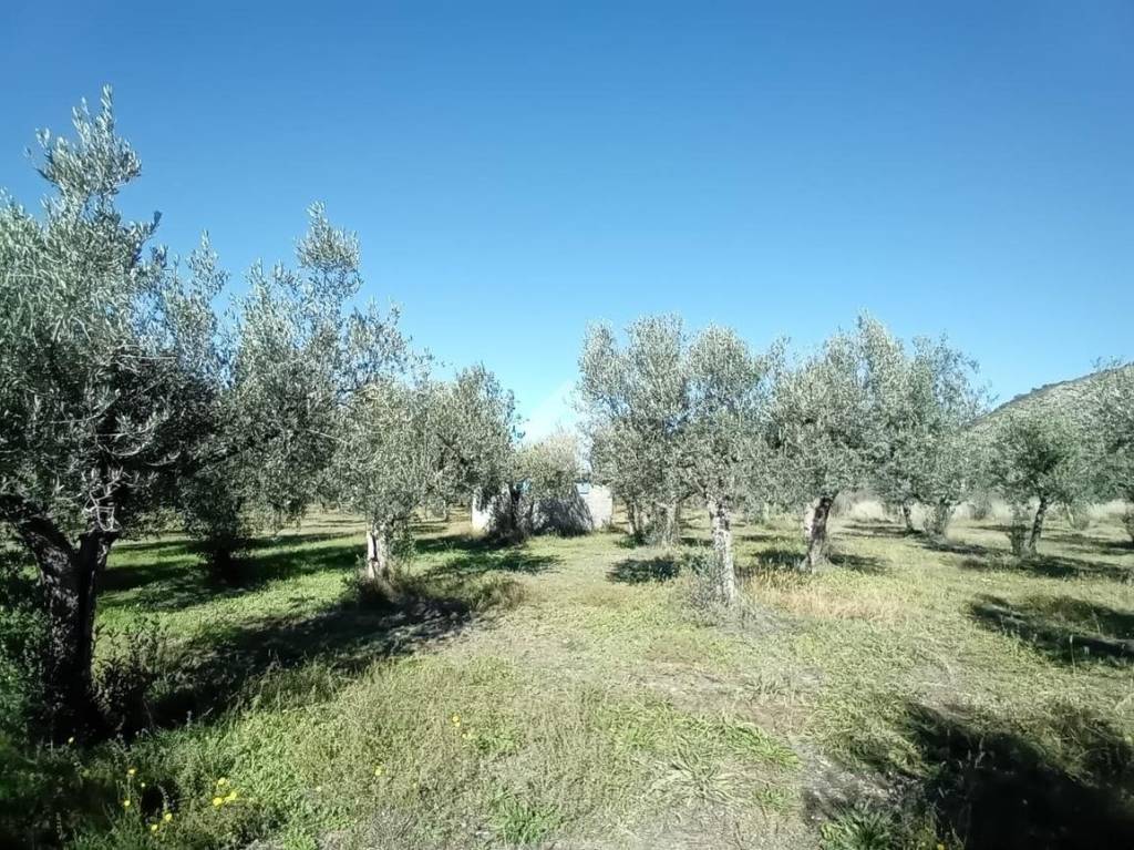 immagine annuncio 8 di 13