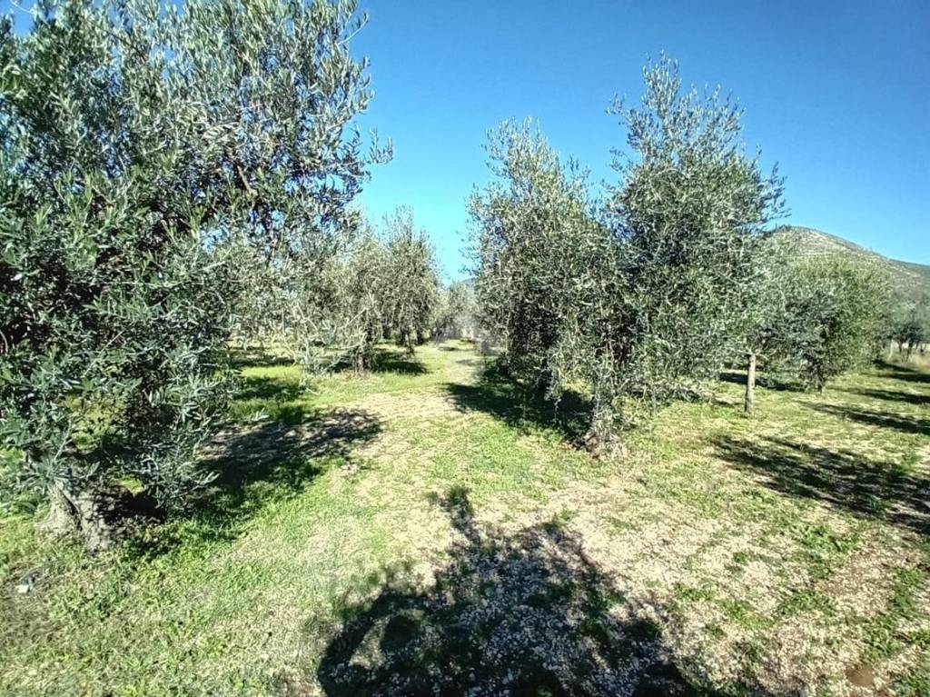 immagine annuncio 9 di 13