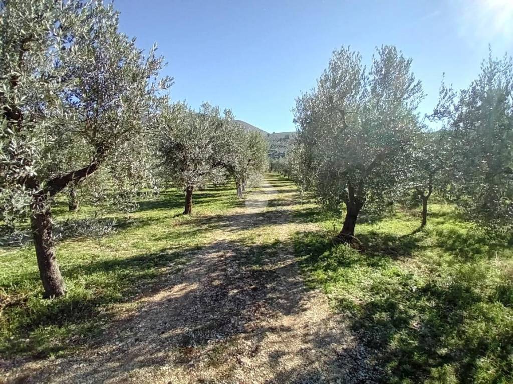 immagine annuncio 10 di 13