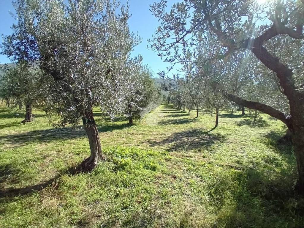 immagine annuncio 12 di 13