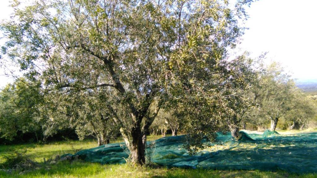 immagine annuncio 4 di 7