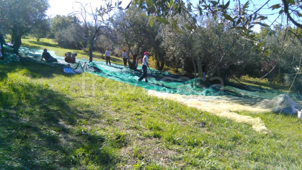 immagine annuncio 5 di 7