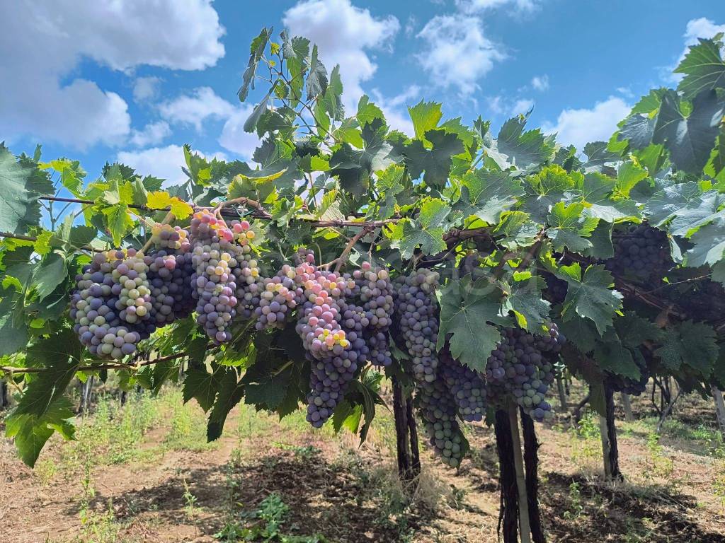 immagine annuncio 2 di 6