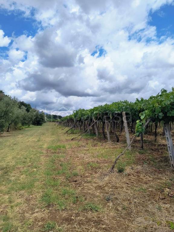 immagine annuncio 3 di 6