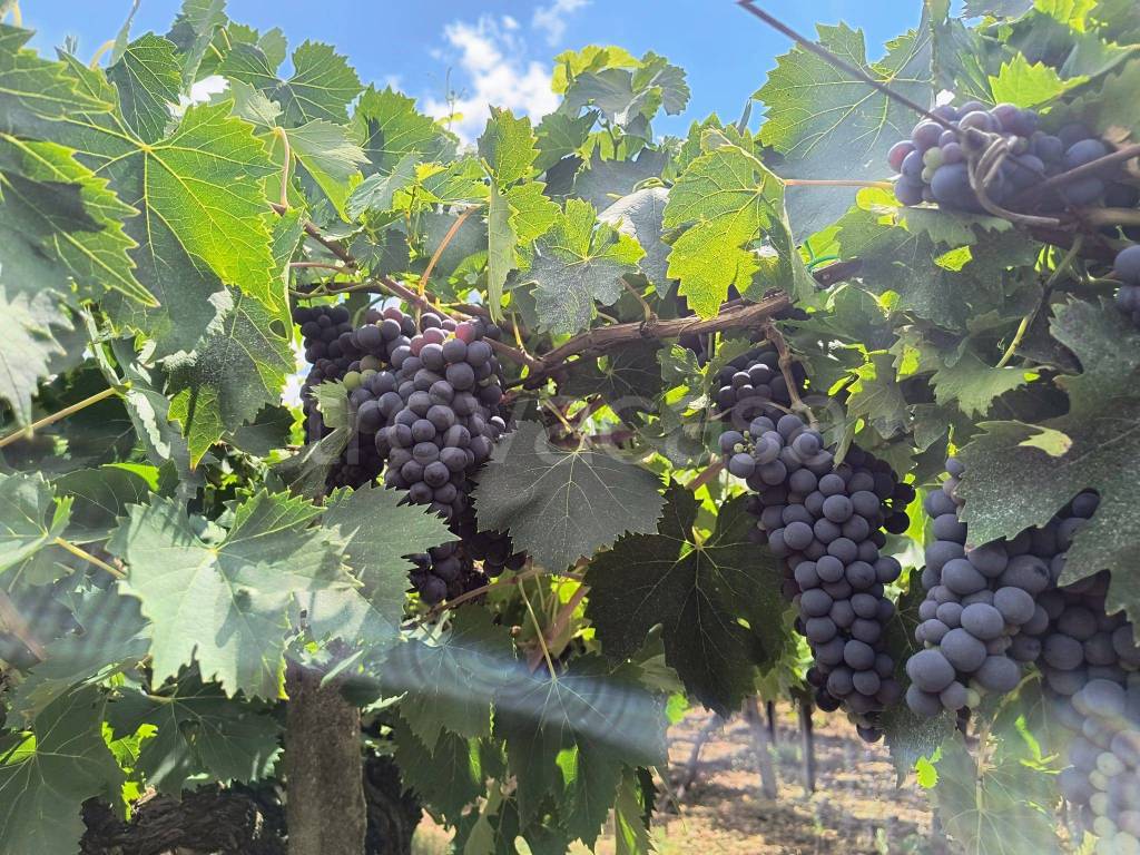 immagine annuncio 4 di 6