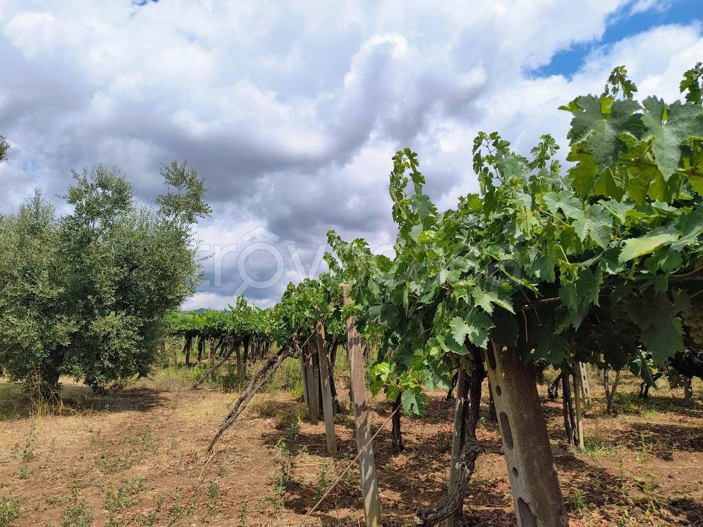 immagine annuncio 5 di 6