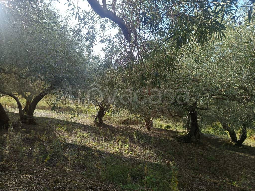 immagine annuncio 3 di 8