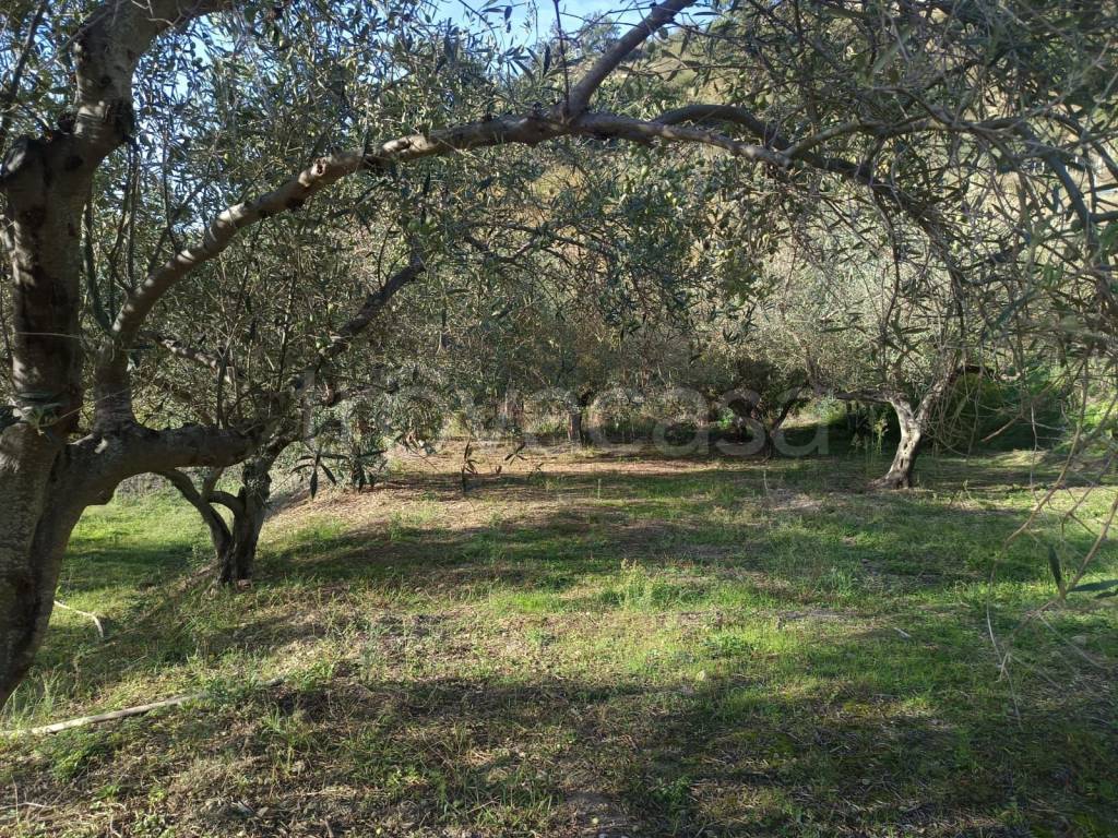 immagine annuncio 6 di 8