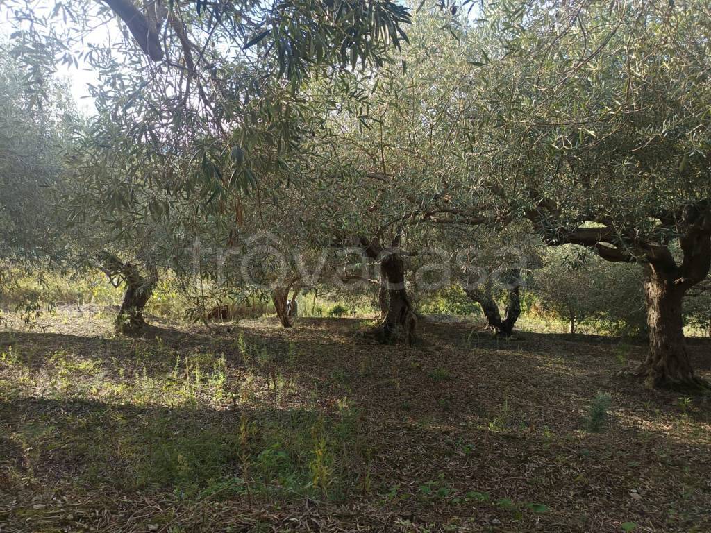 immagine annuncio 5 di 8