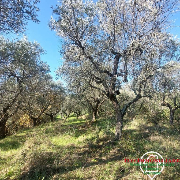 immagine annuncio 1 di 7