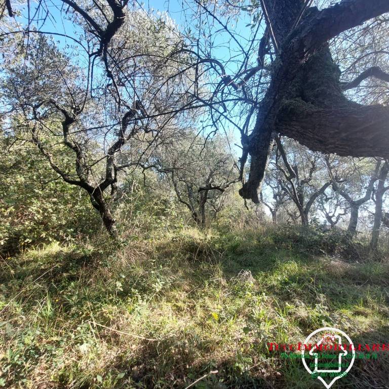 immagine annuncio 2 di 7