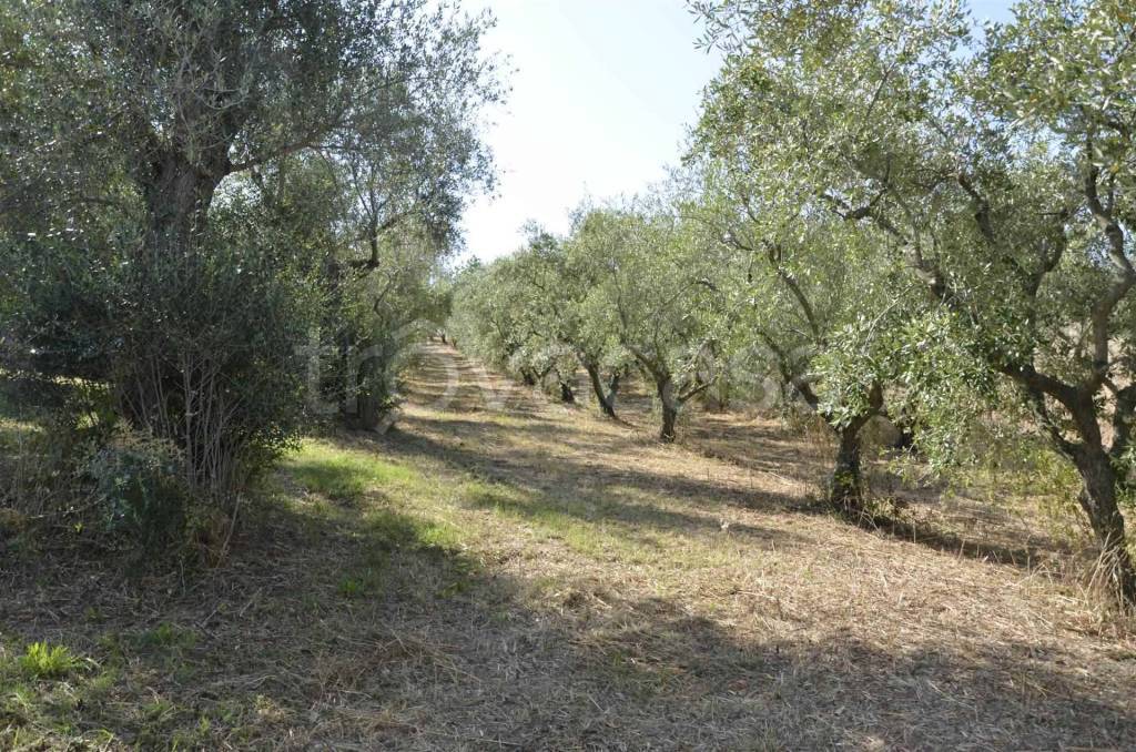 immagine annuncio 9 di 14