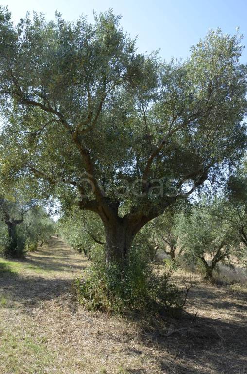 immagine annuncio 10 di 14