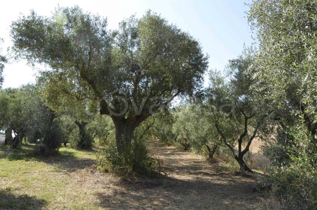 immagine annuncio 11 di 14