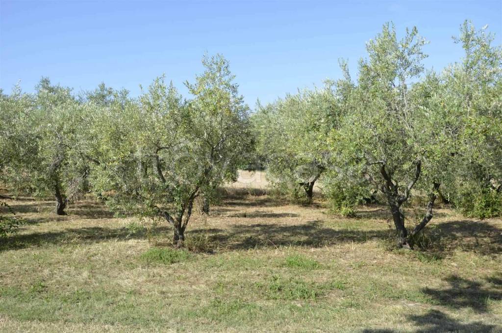 immagine annuncio 13 di 14