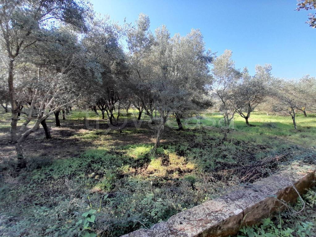 immagine annuncio 1 di 8