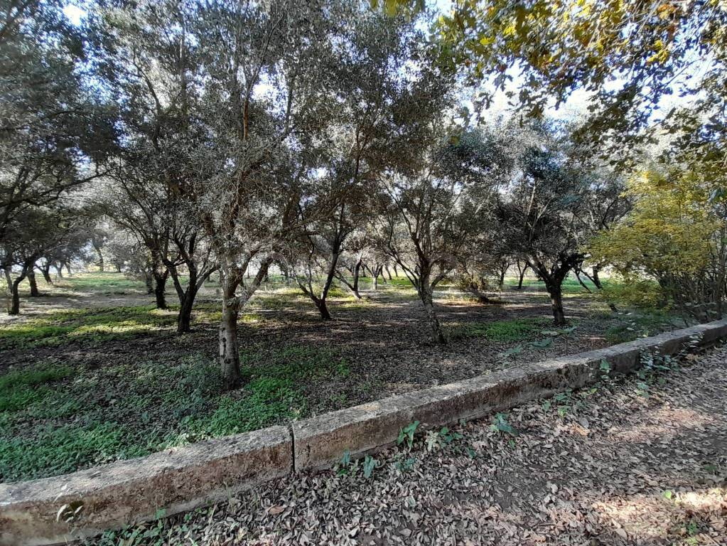 immagine annuncio 2 di 8