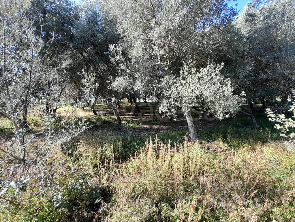 immagine annuncio 3 di 8