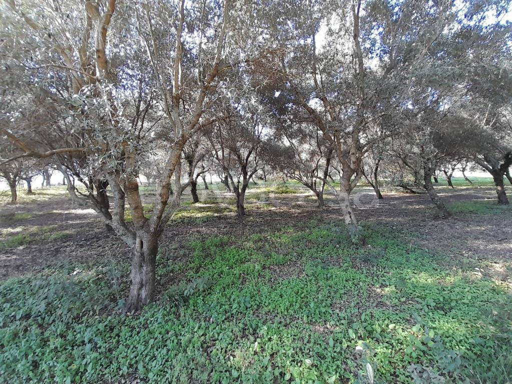 immagine annuncio 4 di 8