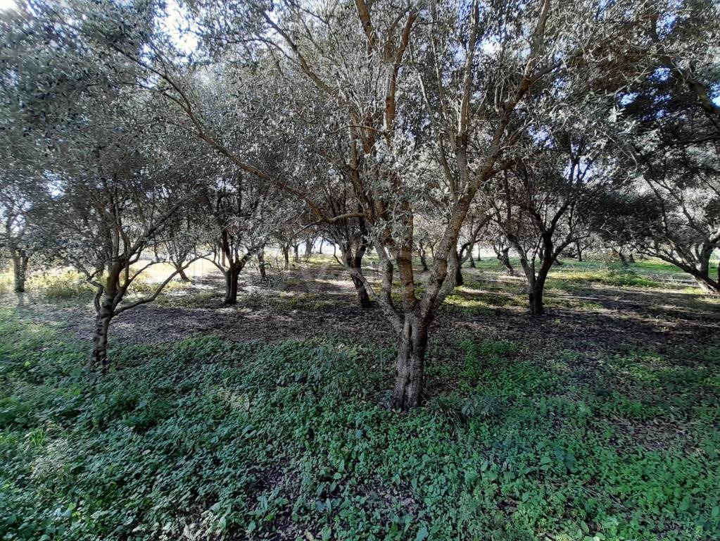 immagine annuncio 5 di 8