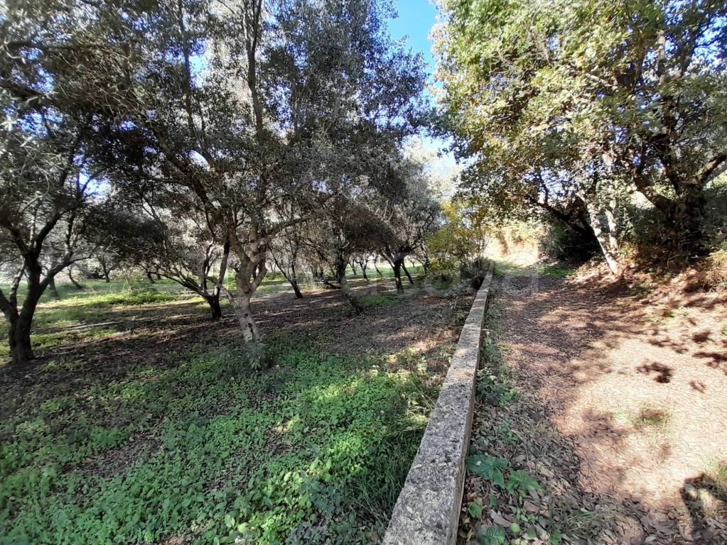 immagine annuncio 6 di 8