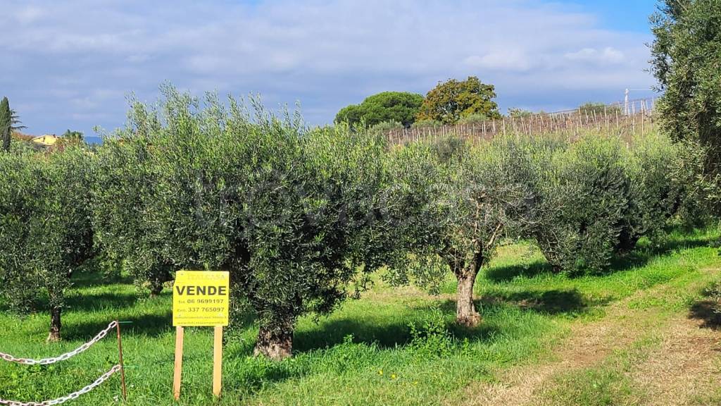 immagine annuncio 1 di 2