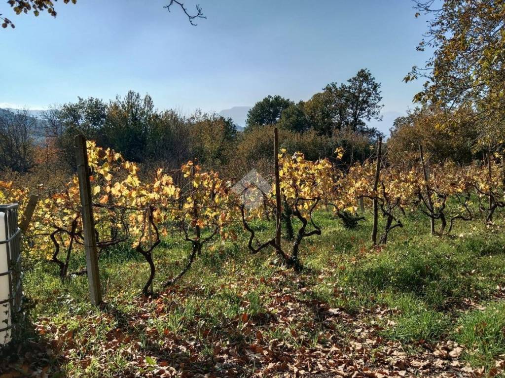 immagine annuncio 6 di 12