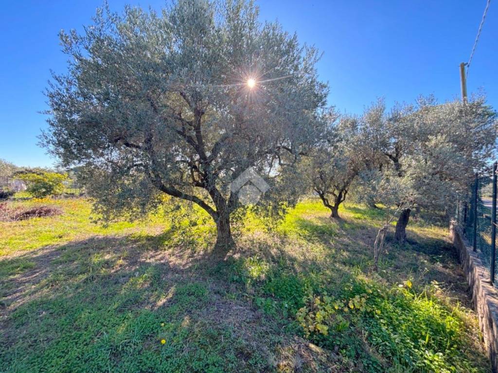 immagine annuncio 10 di 14