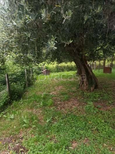 immagine annuncio 2 di 8