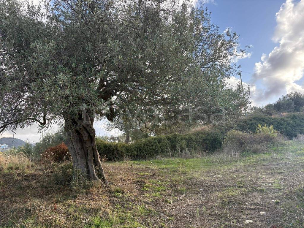 immagine annuncio 2 di 8