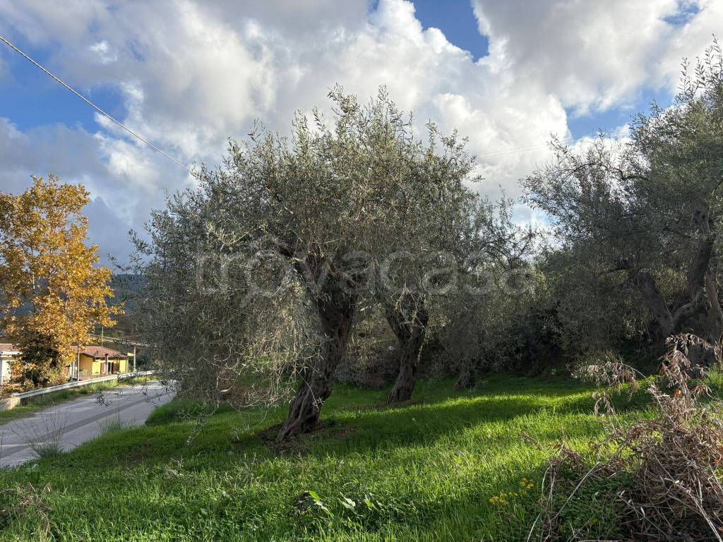 immagine annuncio 3 di 8