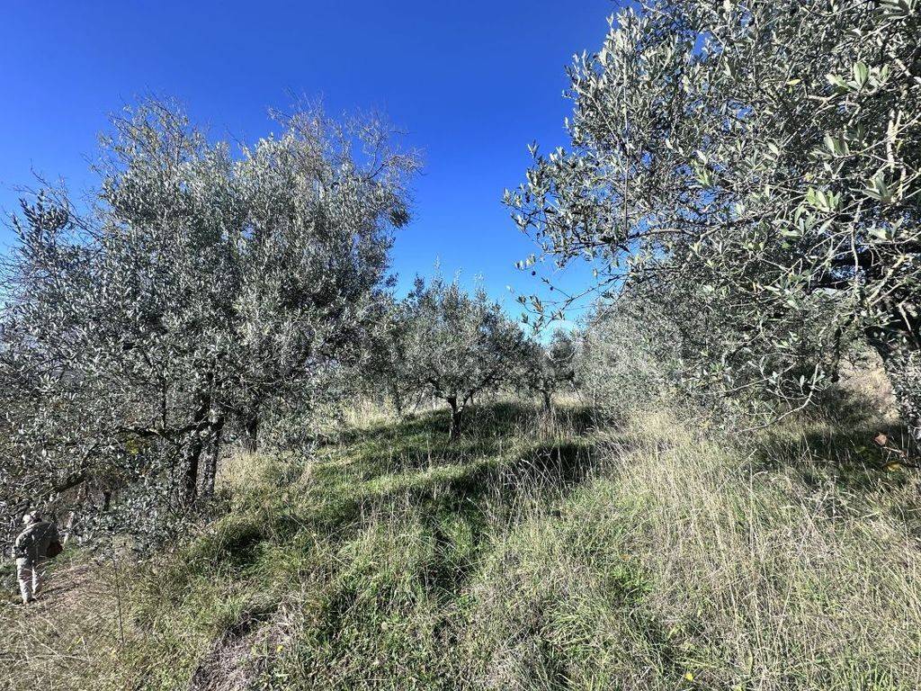 immagine annuncio 7 di 13