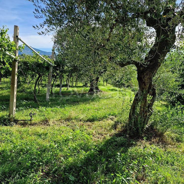 immagine annuncio 2 di 3