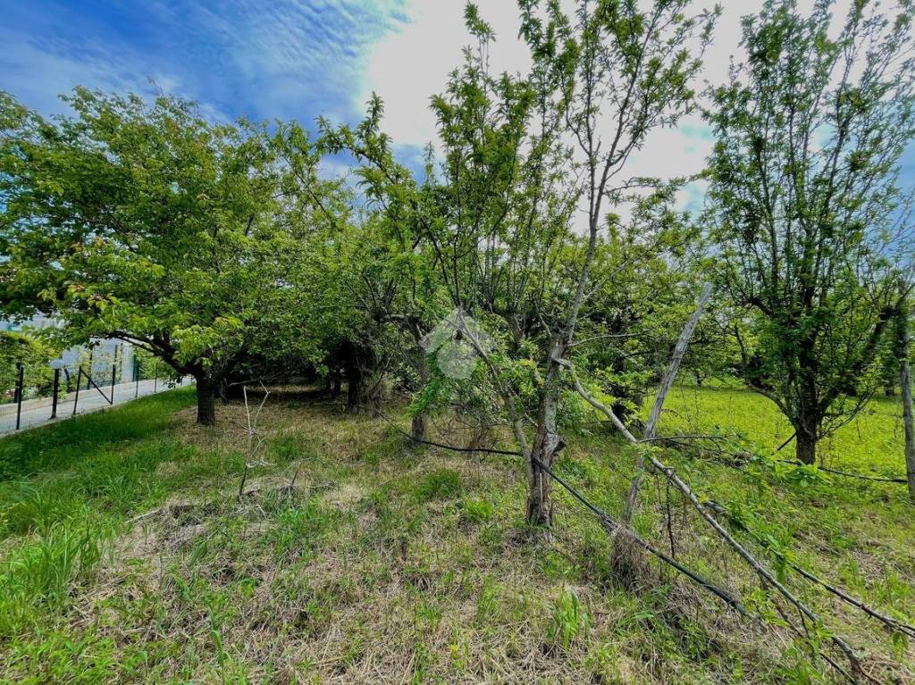 immagine annuncio 5 di 14