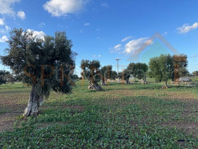 immagine annuncio 4 di 7