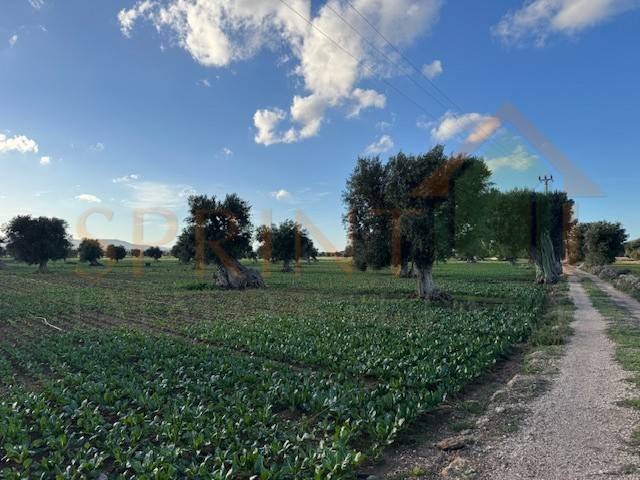 immagine annuncio 6 di 7