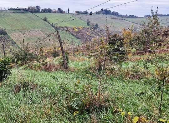 immagine annuncio 4 di 12