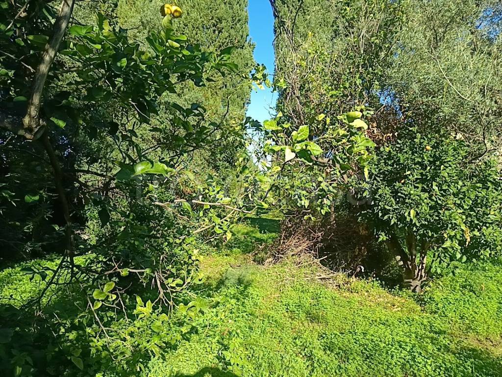 immagine annuncio 4 di 9