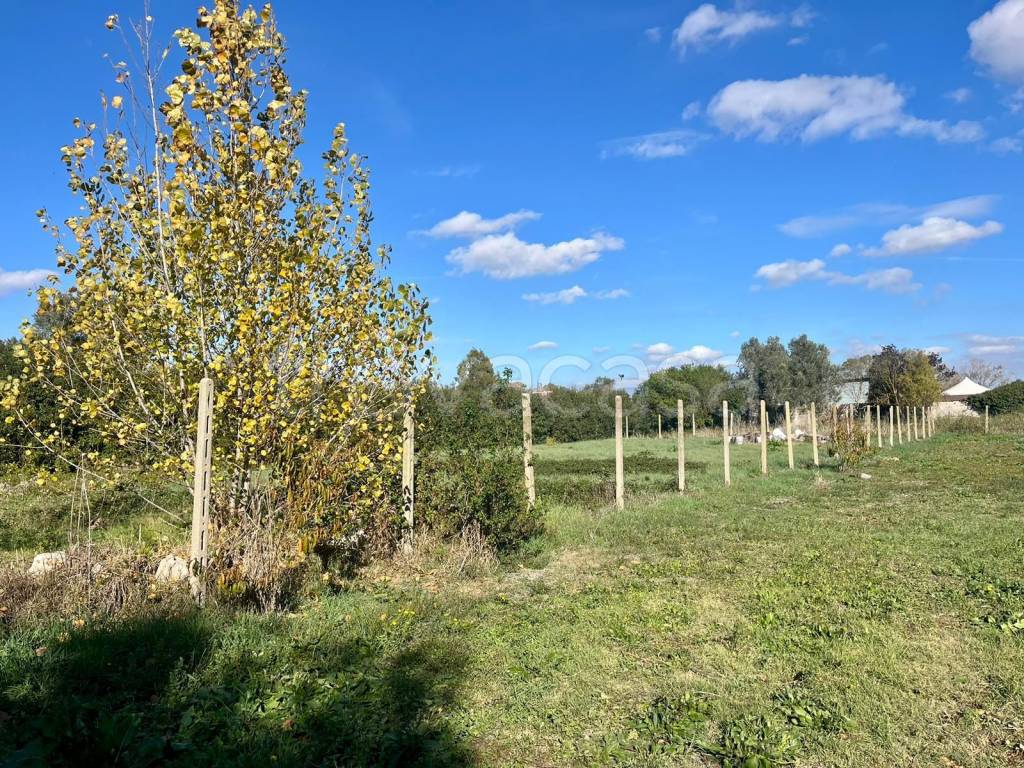 immagine annuncio 4 di 11