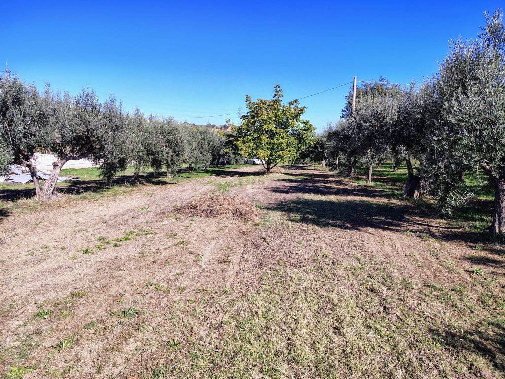 immagine annuncio 8 di 15