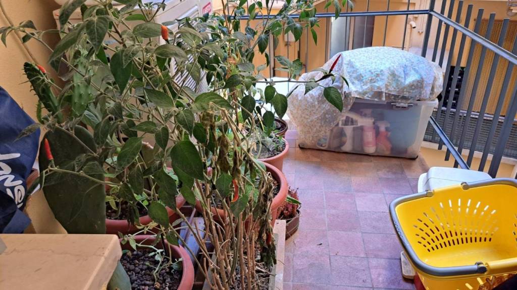 immagine annuncio 9 di 12