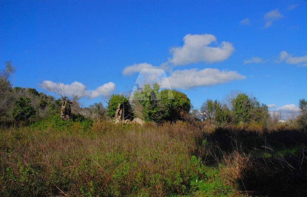 immagine annuncio 5 di 6