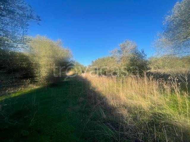 immagine annuncio 3 di 8