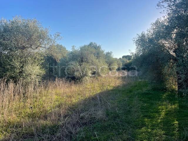 immagine annuncio 6 di 8