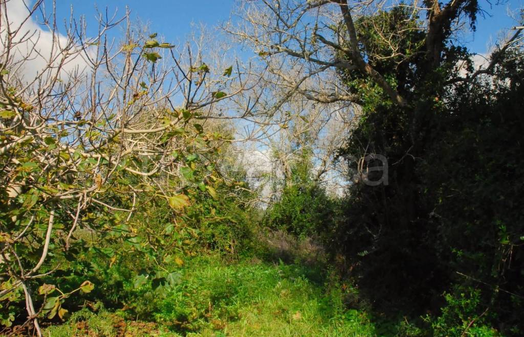 immagine annuncio 4 di 6