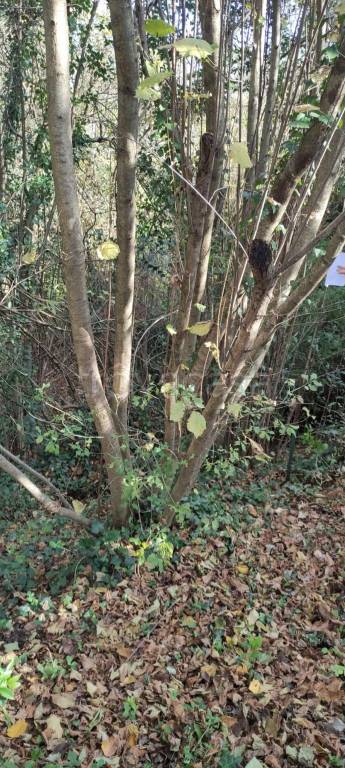 immagine annuncio 1 di 2