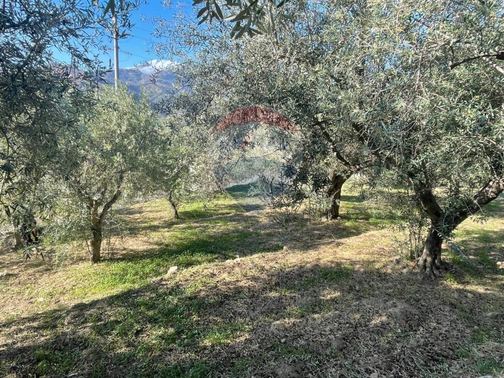 immagine annuncio 3 di 12